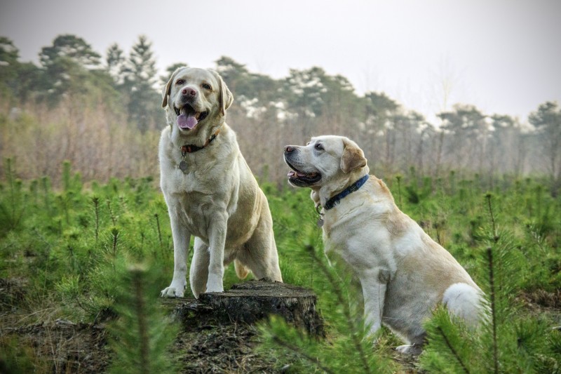 Hundefoder i høj standard fra Simbas Foder